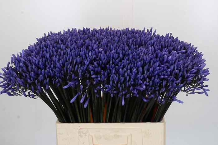 <h4>Agapanthus Dr Brouwer</h4>