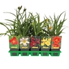 Hemerocallis