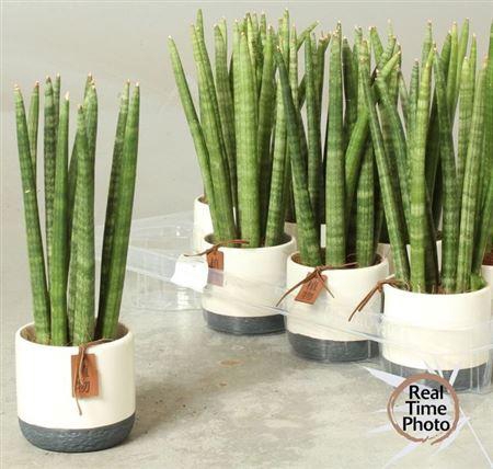 <h4>Sansev Cylindrica Ov Decopot</h4>