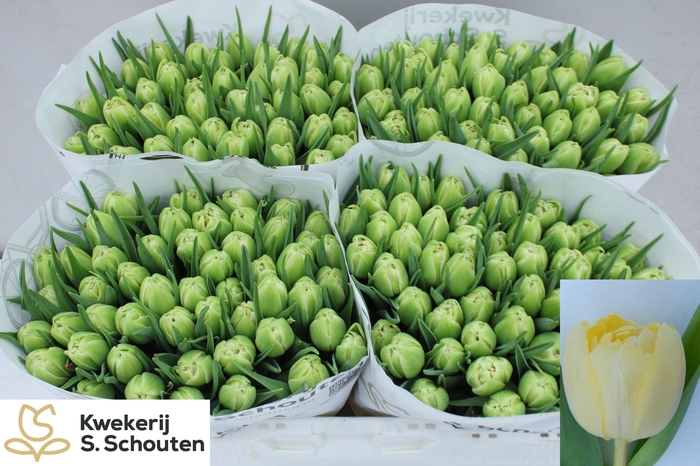 <h4>TU DU VERONA</h4>