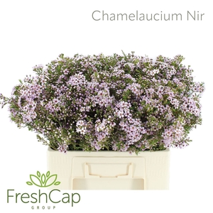 Chamelaucium unci. 'Early Nir'