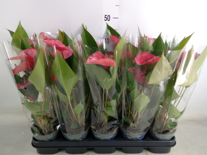 <h4>Anthurium andr. 'Picanta Red'</h4>