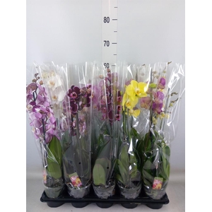 Phalaenopsis   ...mix