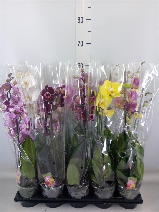 <h4>Phalaenopsis ...mix</h4>