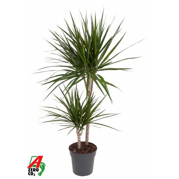 <h4>Dracaena marginata</h4>