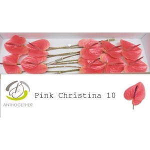 Anthurium Pink Christina