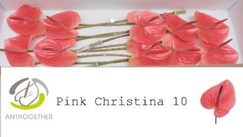 <h4>Anthurium Pink Christina</h4>