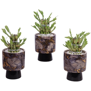 Lucky Bamboo Shape Round 2S Ø10cm Ceramic PL672