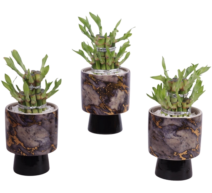 <h4>Lucky Bamboo Shape Round 2S Ø10cm Ceramic PL672</h4>