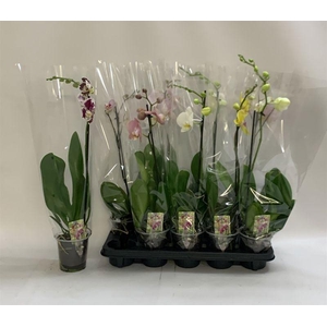 PHAL GEM