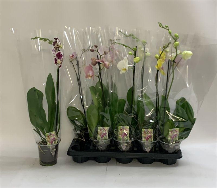 <h4>PHAL GEM</h4>