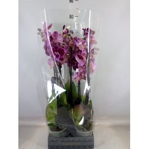 Phalaenopsis   ...lilac