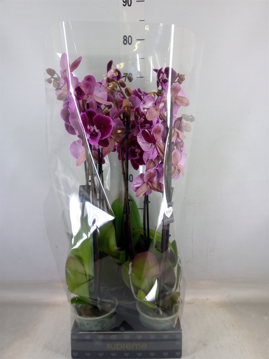 <h4>Phalaenopsis   ...lilac</h4>