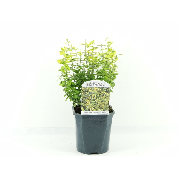 <h4>Euonymus fort. Emerald Gold</h4>