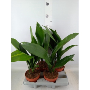 Aspidistra elat.