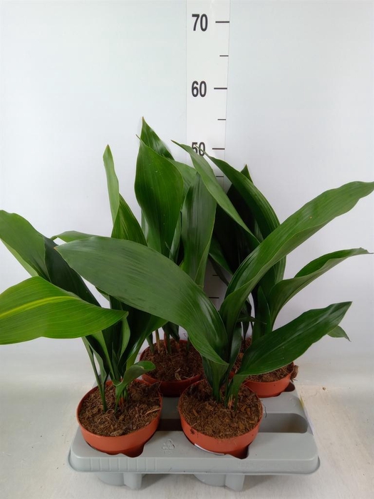 <h4>Aspidistra elat.</h4>