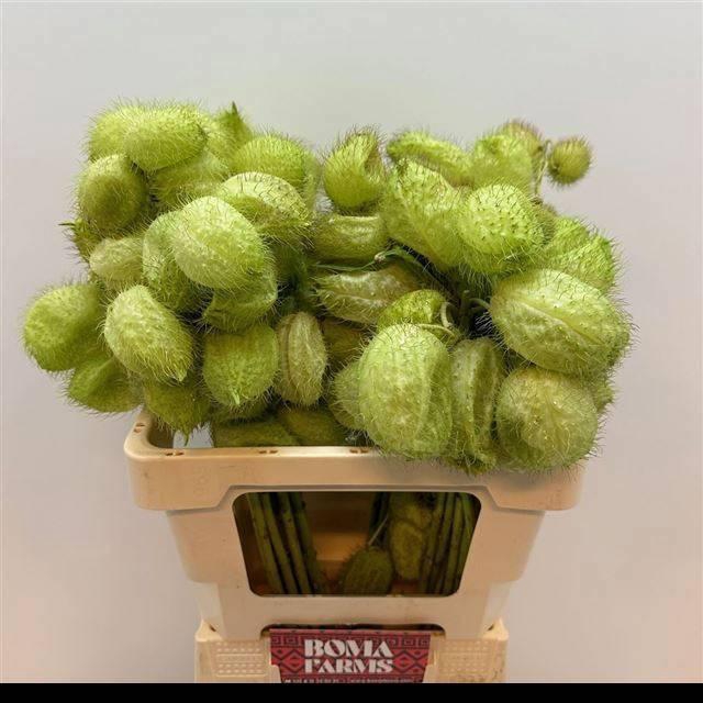 <h4>GOM FR MOBY DICK</h4>