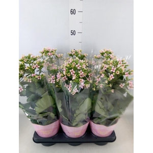 Kalanchoe blos. 'Feminine Pink'