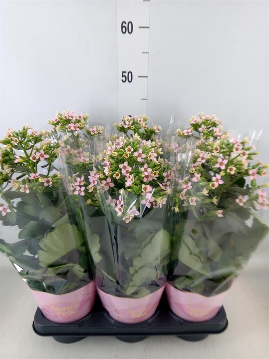 <h4>Kalanchoe blos. 'Feminine Pink'</h4>