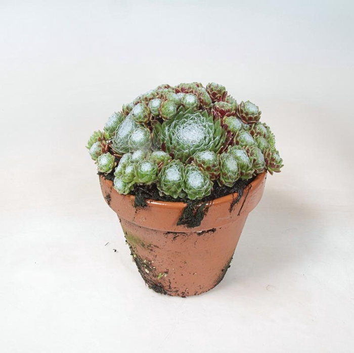 <h4>SEMPERVIVUM-HYBRID P12 GREEN</h4>