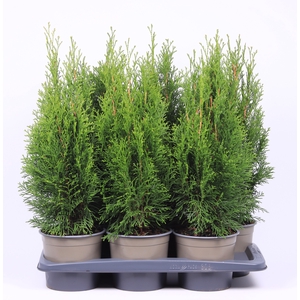 Thuja Occ Smaragd