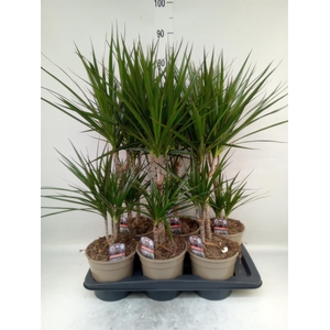 Dracaena marg.