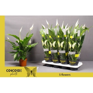 Spathiphyllum Sweet Chico 13Ø 55cm 4fl