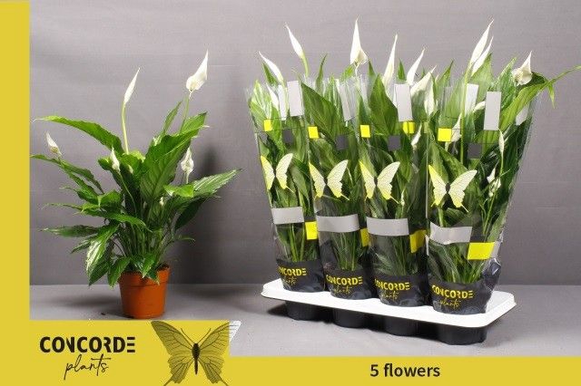 Spathiphyllum Sweet Chico 13Ø 55cm 4fl