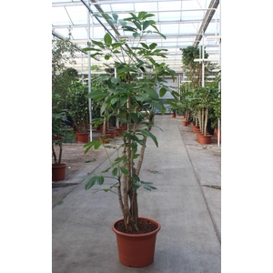 Schefflera Amate