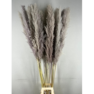 DF Pampas 170cm  Natural