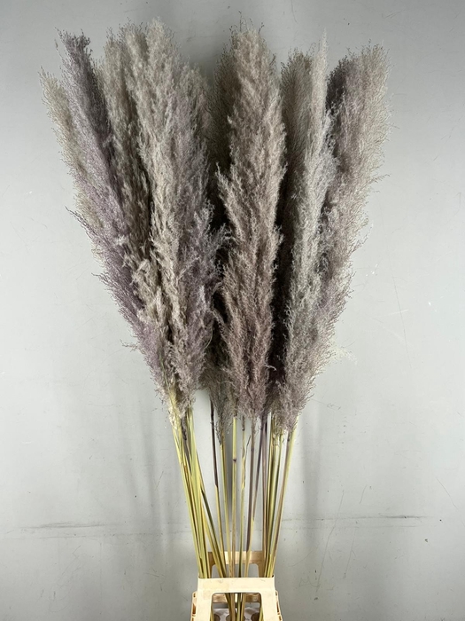 <h4>DF Pampas 170cm  Natural</h4>