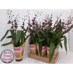 Burrageara Barrocco Red (Cites) 12Ø 40cm 5st