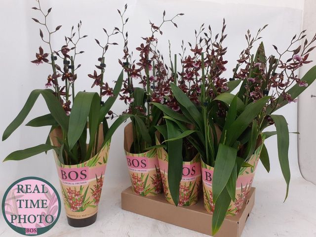 Burrageara Barrocco Red (Cites) 12Ø 40cm 5st