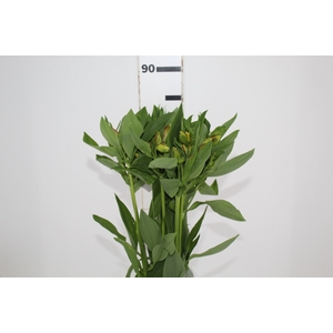ALSTROEMERIA FLORIDA 080 CM