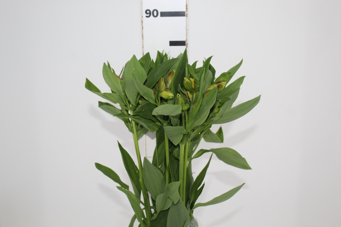 <h4>ALSTROEMERIA FLORIDA 080 CM</h4>