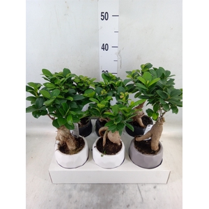 Ficus microcarpa 'Ginseng'