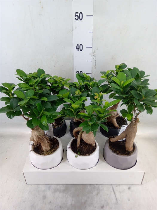 <h4>Ficus microcarpa 'Ginseng'</h4>