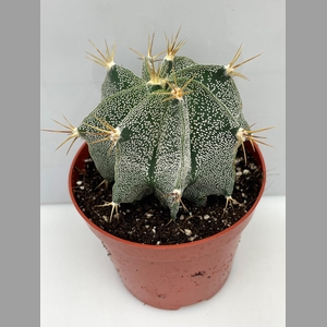 ASTROPHYTUM ORNATUM