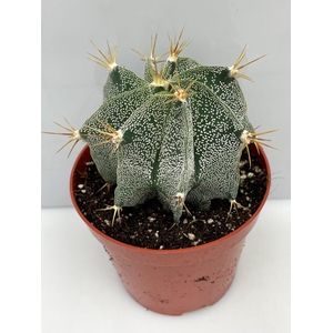 ASTROPHYTUM ORNATUM