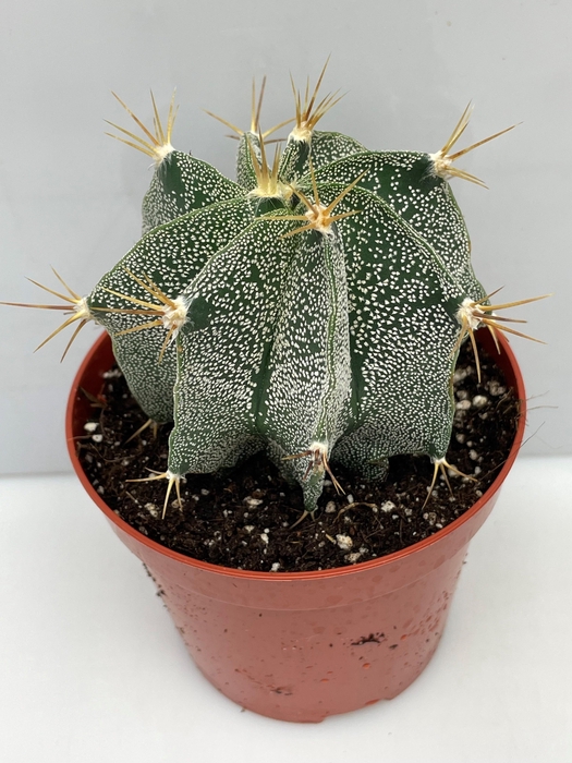 <h4>ASTROPHYTUM ORNATUM</h4>