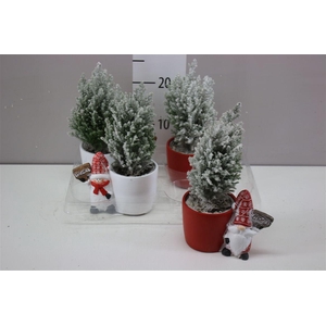 Chamaecyparis La Ellwoodii Snow Keramiek Red White