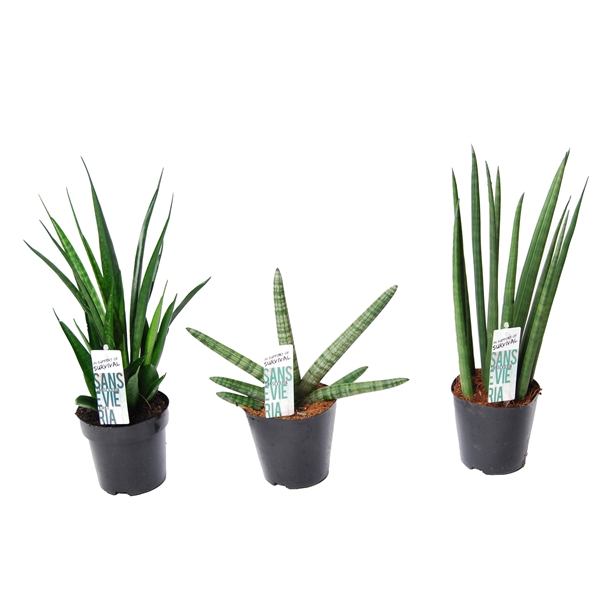 <h4>Sansevieria mix Happy: Kirkii-Skyline-Mikado</h4>