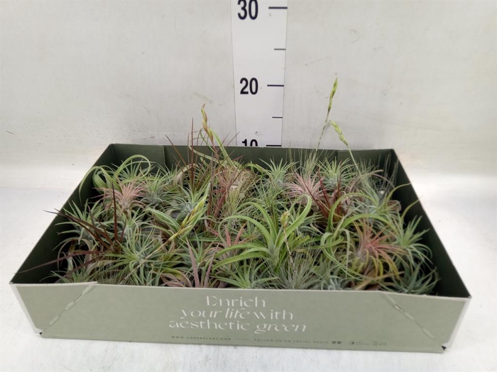 <h4>Tillandsia</h4>