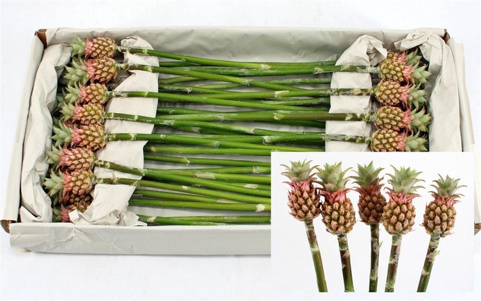 Ananas Striatos Small