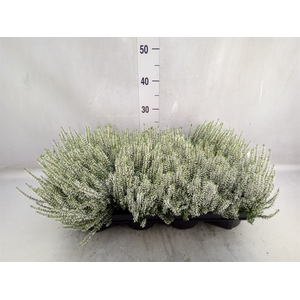 Calluna vulg. 'Garden G Alicia'