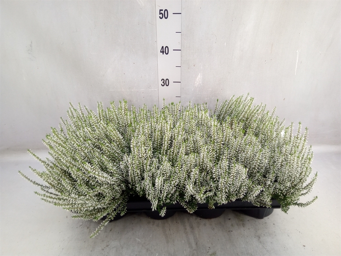 <h4>Calluna vulg. 'Garden G Alicia'</h4>