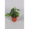 Hedera helix Divers Groenbladig