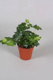 Hedera helix Divers Groenbladig