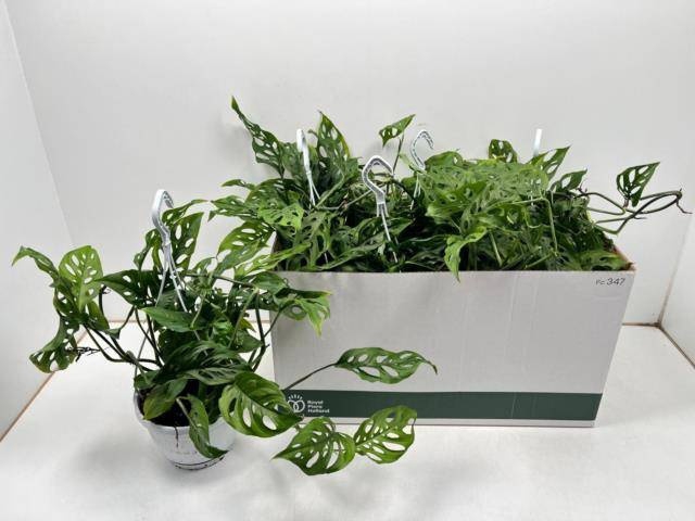 <h4>MONSTERA ADANSONII</h4>