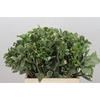 Pittosporum Ilan